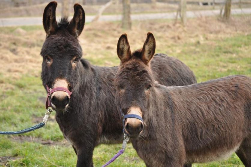 Max und Moritz